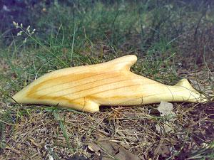 Большой дельфин, липа